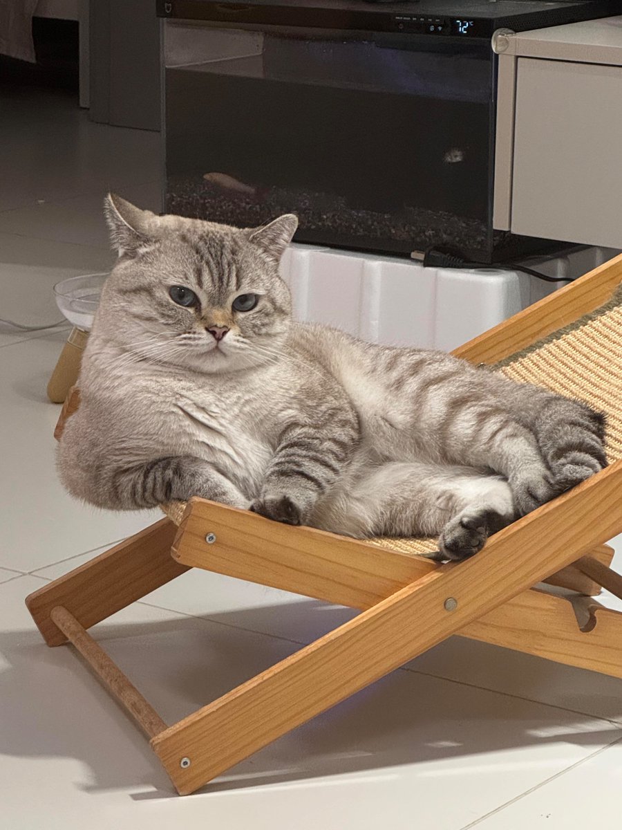 nocontextscats's tweet photo. https://t.co/apjUDHyAmL