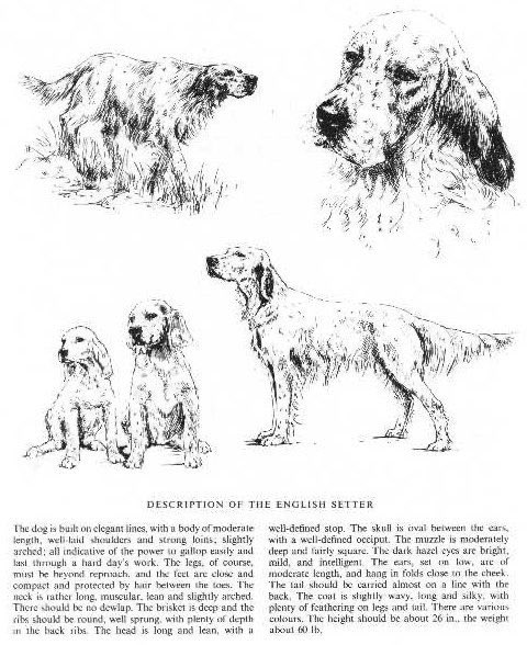 funeralpartys's tweet photo. one of the most beautiful dog breeds 🐶🐾 my aunts friend got an english setter puppy recently, I’m so envious https://t.co/o9gKs3HKSs
