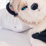 Photo by 세바스찬 (@Furst_Sebas)