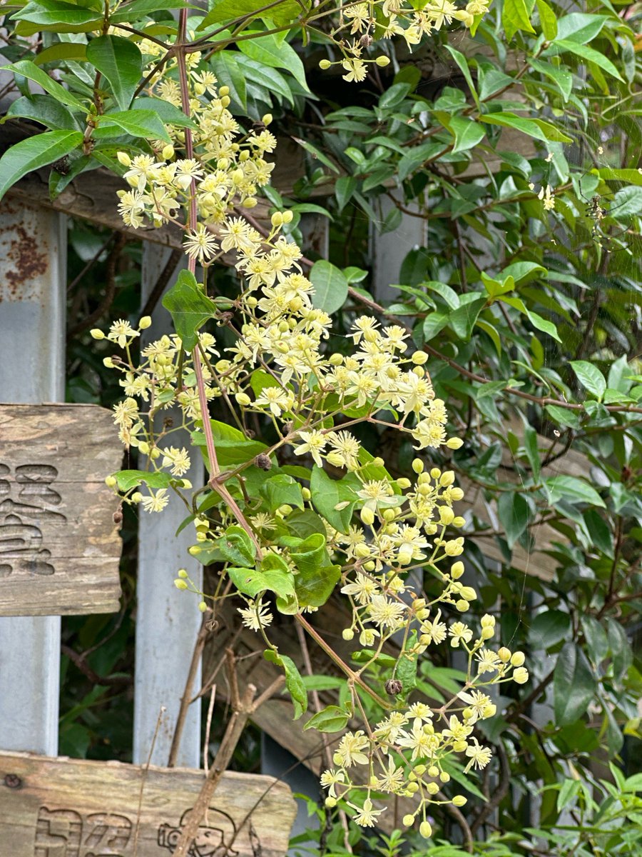 sio_1900's tweet photo. Woke up to the sweet scent of 芭谖篮备 in my garden, a perfect little joy for a fresh sunny day!， https://t.co/ANRU35wnSn