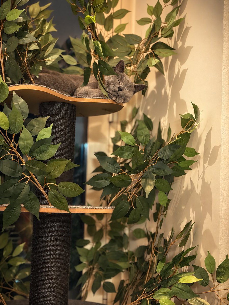 ghonchehaye's tweet photo. #CatlLife https://t.co/Y0rfoGwGIi