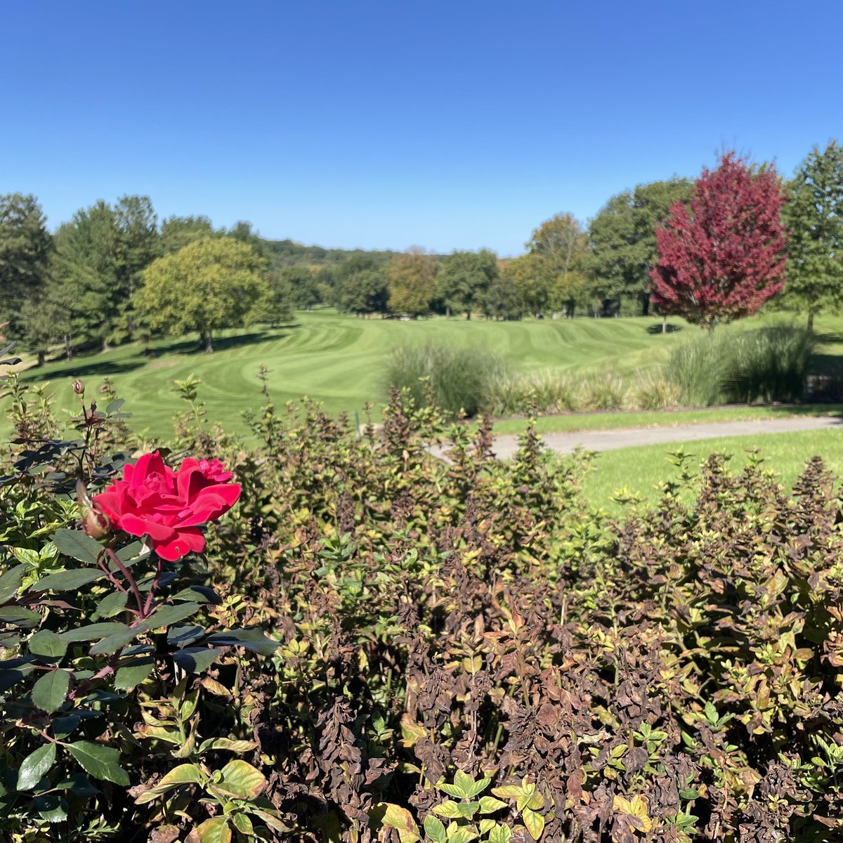 QCRiverBandits's tweet photo. It’s a PERFECT day for our 2026 golf outing! ⛳️

#RoadToRoyalty🦝 https://t.co/OD2A5Z2bAv
