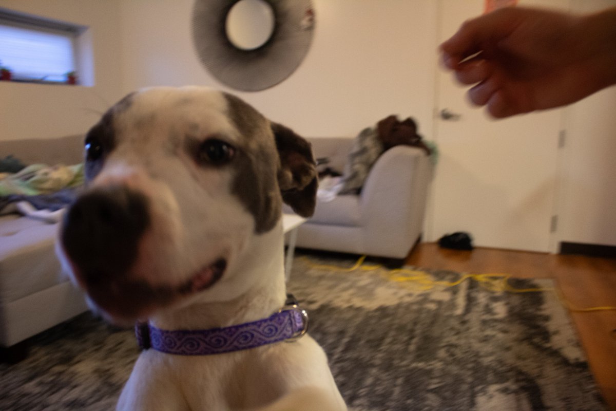 HazelTheGay's tweet photo. Stray dog anyone want it?
Mamdani get this dog a home in Syracuse, she is so loving https://t.co/doBPqQMCIB
