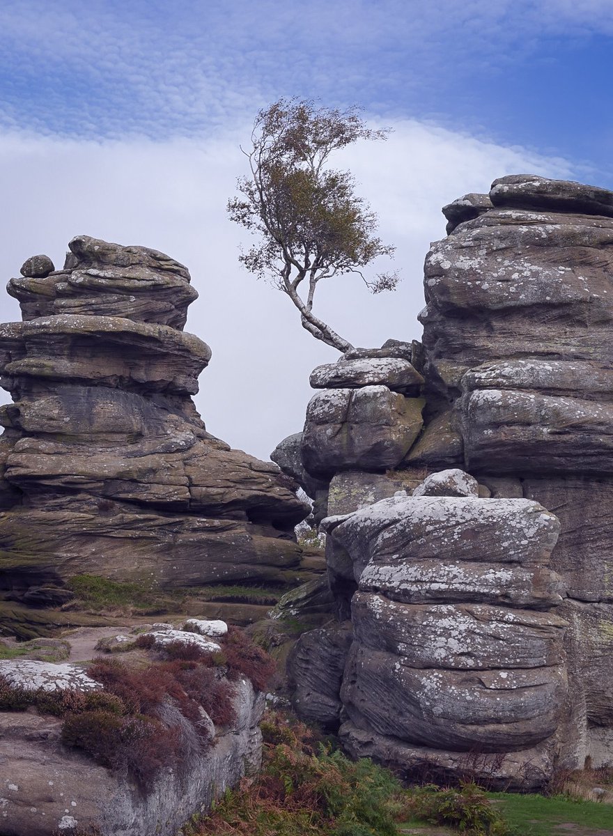 StuartKlinke's tweet photo. Tree of the day https://t.co/8kF9Yo7WZD