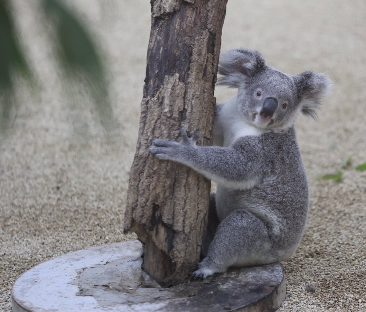 nya_chacha's tweet photo. ポルちゃん✨

#コアラ #ポル
#埼玉県こども動物自然公園 https://t.co/VMuWlGvS84