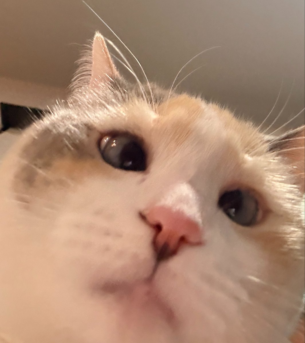 fatfatpankocat's tweet photo. https://t.co/uwWYxbAEHY
