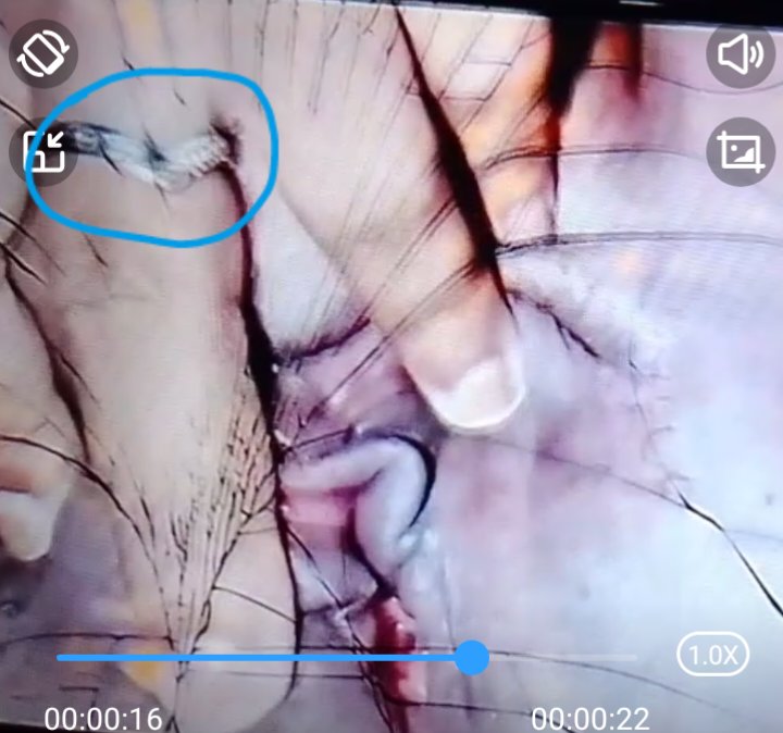 EngelinEnggi's tweet photo. Ada yg baru OPM janda tingal di Wondama.. video ada nomor wa ada FB ada lengkap masih aktif semua https://t.co/7Q8NQmMyPb