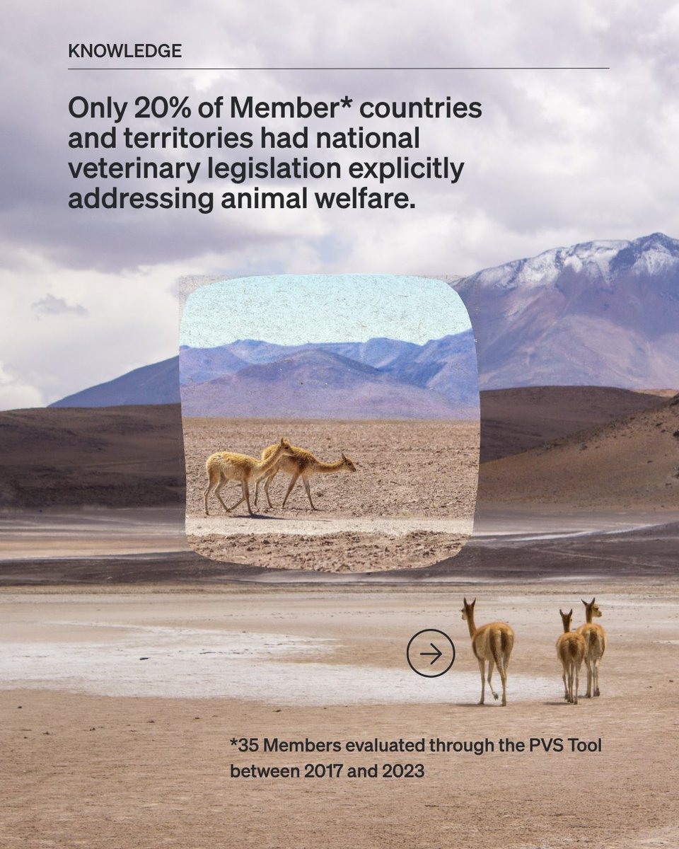 WOAH's tweet photo. Animal welfare is still absent in many national regulations

Good welfare means more than the animals being free from disease; they also need to be comfortable, well-nourished, safe, and not suffering from unpleasant states such as pain, fear and distress. This requires frameworks that ensure such conditions from a broad and holistic perspective.

For this reason, we, together with our Members, develop international standards that address both animal health and animal welfare.

Read more about such insights: https://t.co/Wg4nyPtIgw