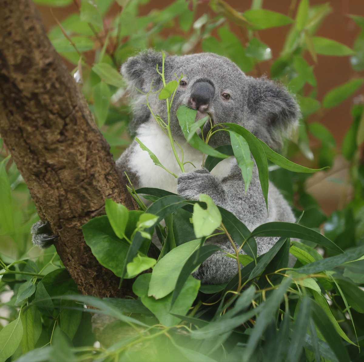 nya_chacha's tweet photo. ヒヨリちゃん✨

#コアラ #ヒヨリ
#埼玉県こども動物自然公園 https://t.co/g9XVOIxnDy