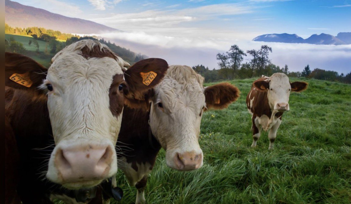 UNIAGRARIA's tweet photo. 🐄Estrés en animales de granja: cómo proteger su bienestar y productividad.
Te compartimos el artículo de Boyacá 7 Días con la partipación de Rodrigo Forero Carrillo, director del Programa de Medicina Veterinaria de UNIAGRARIA, léelo acá https://t.co/GR2ISJaqEW https://t.co/QBtcOtWlKY