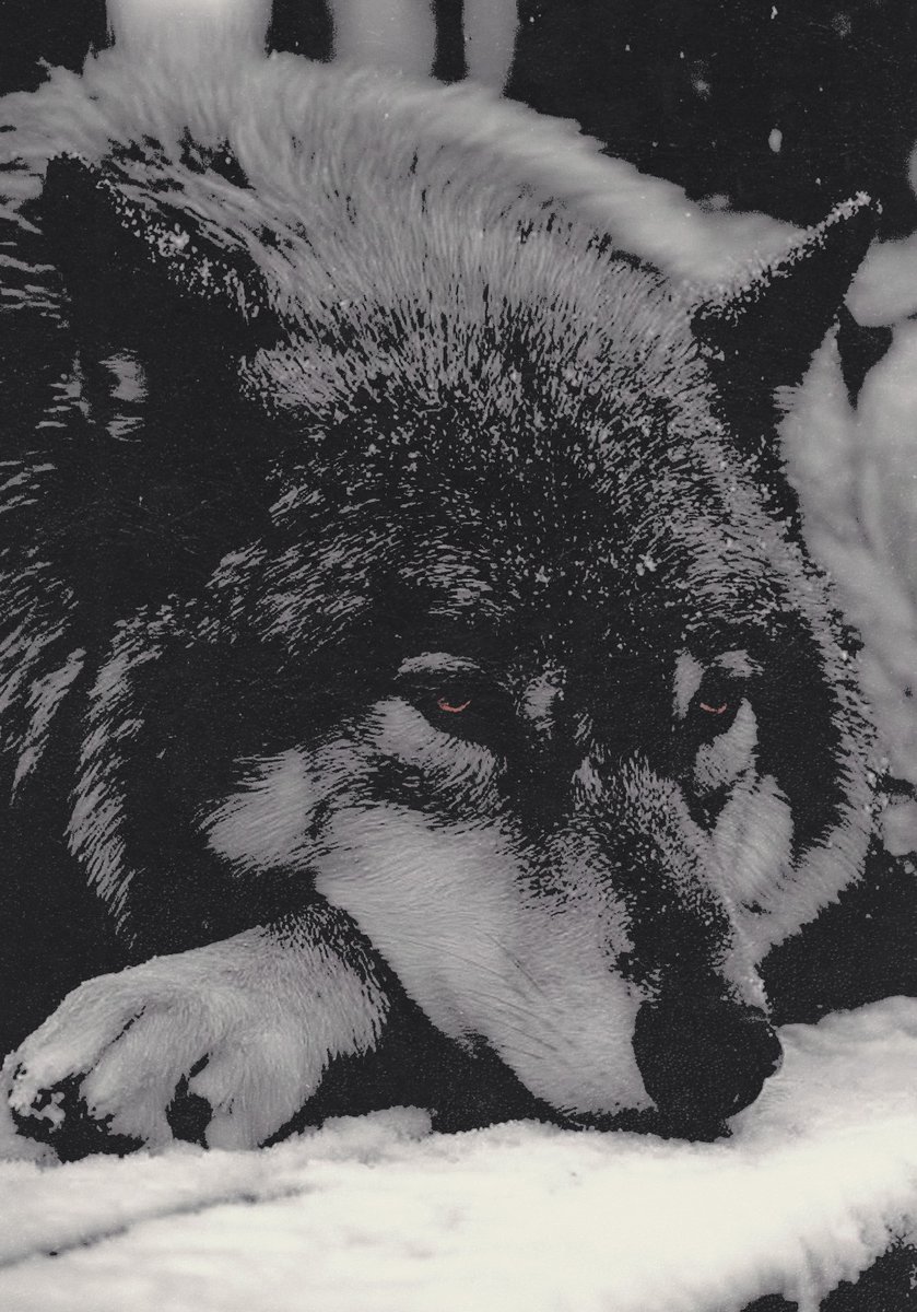 revvinhowls's tweet photo. ᅠ

ᅠ
ᅠᅠit’sᅠhardᅠtoᅠ𝑎𝑑𝑎𝑝𝑡ᅠtoᅠchaos,ᅠ
ᅠᅠbutᅠitᅠcanᅠbeᅠdoneᅠヽ
ᅠᅠiᅠamᅠtheᅠ𝐥𝐢𝐯𝐢𝐧𝐠ᅠ𝐩𝐫𝐨𝐨𝐟ᅠofᅠthatᅠ. . .

ᅠᅠ⸻ 𝗄𝗎𝗋𝗍 𝗏𝗈𝗇𝗇𝖾𝗀𝗎𝗍, 𝙗𝙧𝙚𝙖𝙠𝙛𝙖𝙨𝙩 𝙤𝙛 𝙘𝙝𝙖𝙢𝙥𝙞𝙤𝙣𝙨. ᅠ

ᅠᅠᅠᅠᅠᅠ   ﹙ 𝐁𝐈𝐎𝐆𝐑𝐀𝐅𝐈𝐀 ﹚
ᅠ
ᅠ https://t.co/cQTpthg5eu