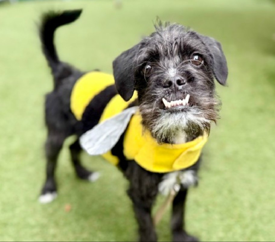 nyc_lilpaws2025's tweet photo. This is Britney 266796
#NYCACC #AdoptMe 
She is an 11.6 lb, 1 yr old puppy
Affectionate and playful girl
Needs daily physical activity to stay happy and healthy 
Can Britney be your new best friend?
https://t.co/X7I7MbQUCX
#Pledge4Rescue #foster #adopt https://t.co/3nbLWujpJT