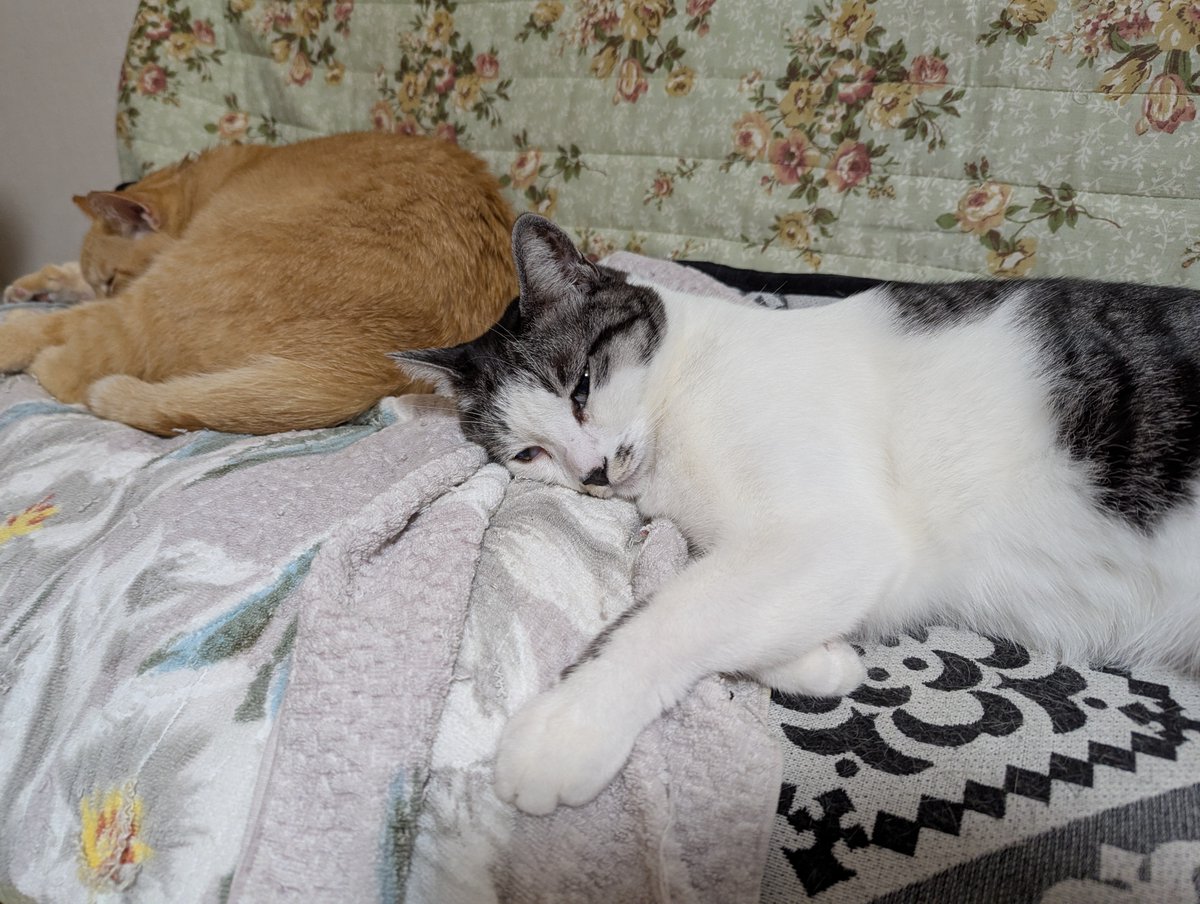 5norakun's tweet photo. 白目むいて爆睡中のﾅ��さん💤😸
＃保護猫　＃猫のいる暮らし https://t.co/G31UDIN3ZS