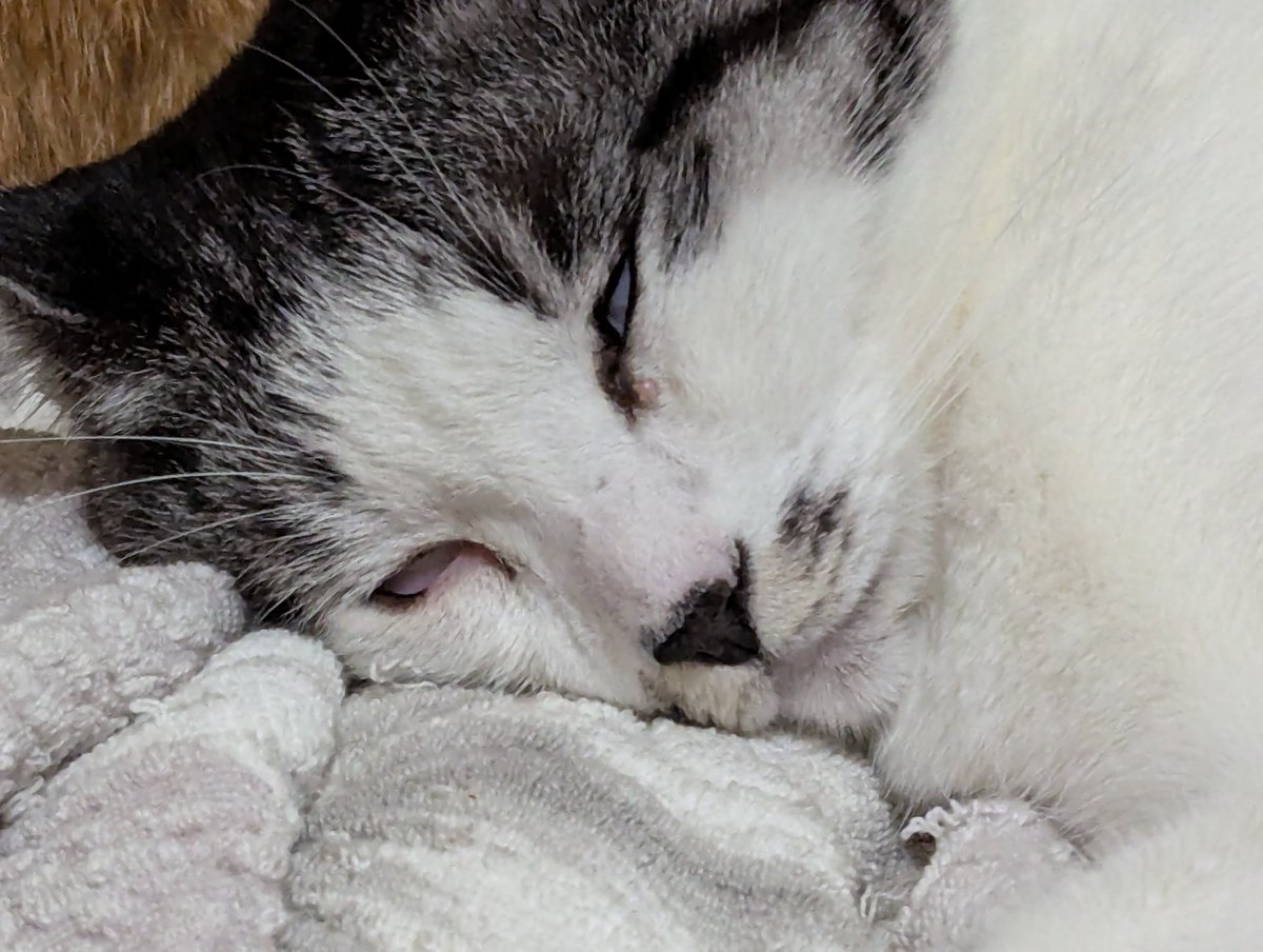 5norakun's tweet photo. 白目むいて爆睡中のﾅ��さん💤😸
＃保護猫　＃猫のいる暮らし https://t.co/G31UDIN3ZS