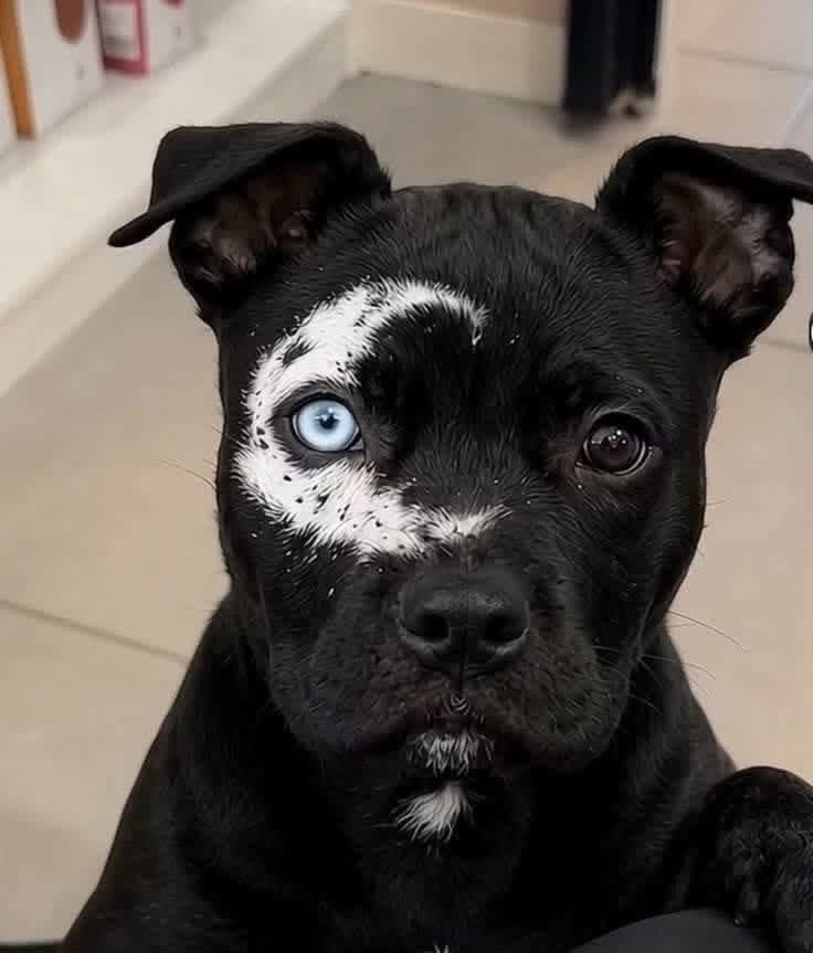 NoHoVet's tweet photo. What would you name this adorable pup?

Drop your best name below! 👇

#AdorableDog #CuteDog #DogLovers #DogsofInstagram #DogLife #PuppyLove #DogLover #CutePuppy #DogsOfTheDay #PetLovers #FunnyDogs #DogPhotography #Puppy #Petstagram #DogsDaily https://t.co/SG5L4zUoxv