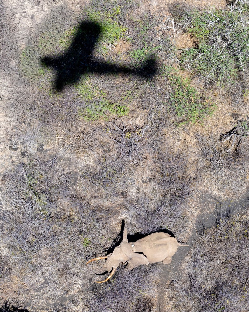 biglifeafrica's tweet photo. HERD FROM ABOVE
A view from the sky helps Big Life monitor Mbirikani’s elephants. Aerial patrols and tracking data guide ranger efforts to protect wildlife, habitat, and local communities.
https://t.co/vRwYgRkdqm https://t.co/klQW2JFlc9