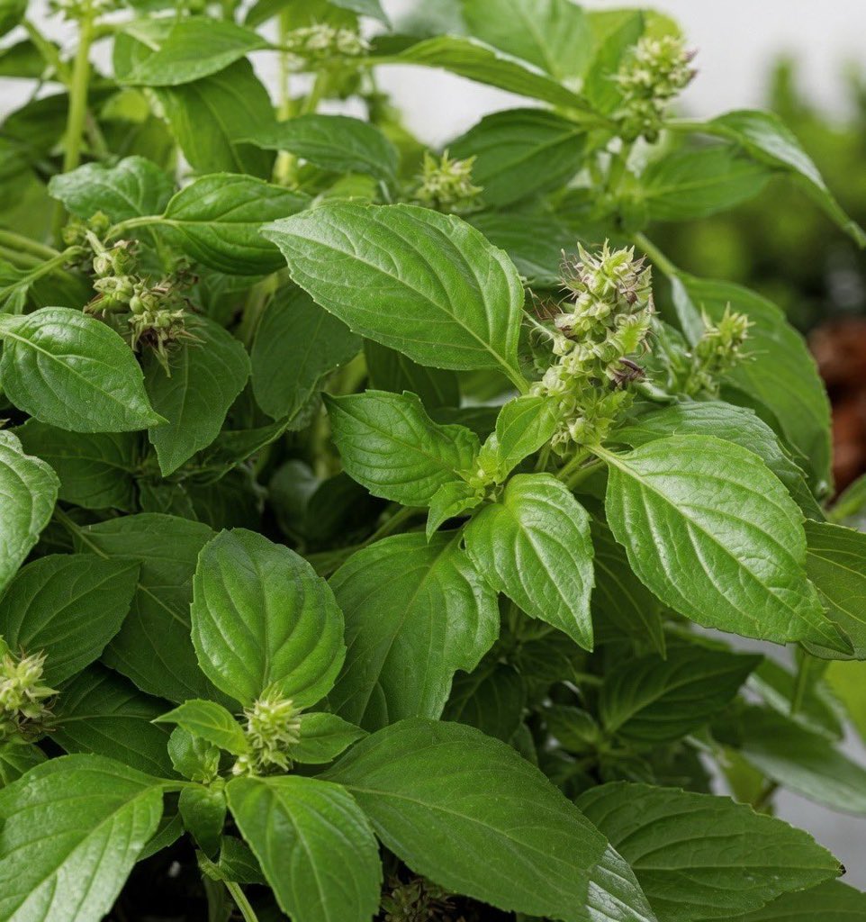 HerbalistChief's tweet photo. BEDWETTING IN BOTH ADULTS AND KIDS

Combine basil plant with corn silk and drink with honey. Adult can take one teacupful as tea once daily whilst kids can take half a teacup as tea once daily.  

Bedwetting will be a thing of the past. Nature heals. https://t.co/xtW9TX6jd1