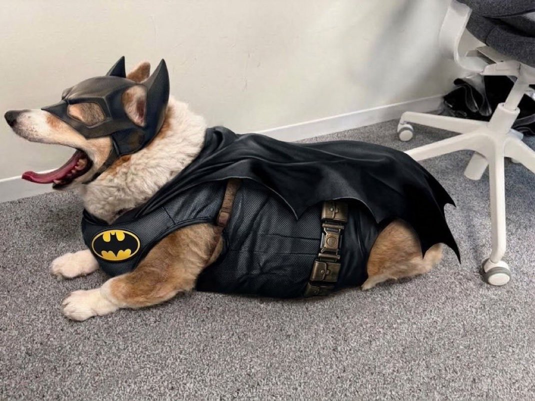 RealPabloHeman's tweet photo. The @NEARProtocol co-founder actually tweeted this, it’s the name of his own dog: $BATMAN!

It’s only $110K MC right now! And If NEAR trenches get hot, then this @AlexSkidanov dog meme will make a huge run!!

I am NOT sponsored, but I did buy a bag of it. https://t.co/X3H3BOH039