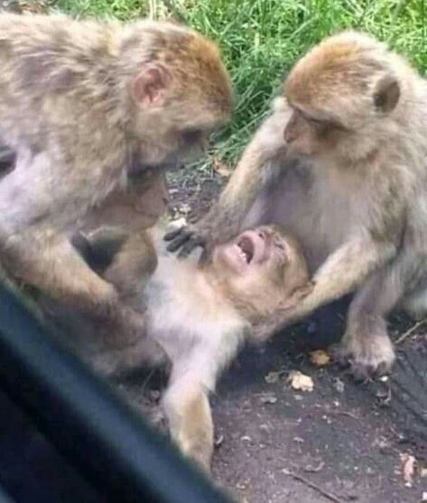 Elvis_Champ's tweet photo. @GovernmentZA @Mahlako1213 😩😩😩😩😩 https://t.co/4rmG8LbH3o