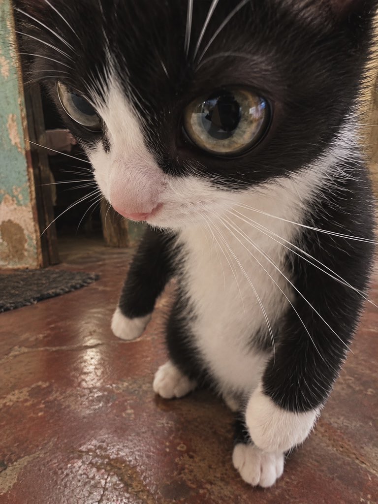 BestOfMeow's tweet photo. https://t.co/qKNzulbh4q