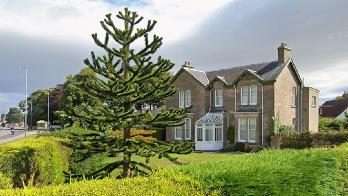 StevenW24515280's tweet photo. #Nairn at Lodgehill Gate / A96.  What a fine site for a monkey puzzle tree. https://t.co/quwff96T4o