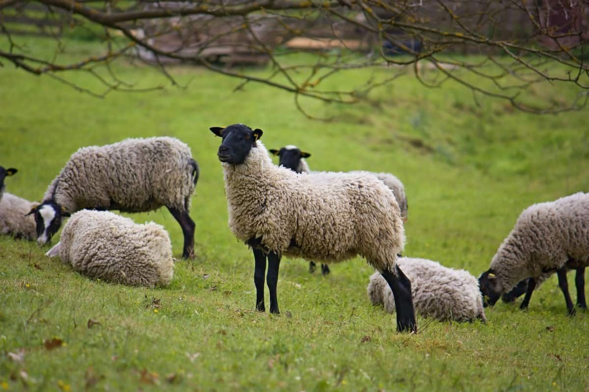 TheProphetAsael's tweet photo. @tunatoda Romanov sheep! That's the breed I am ^_^ https://t.co/soObjCI2el