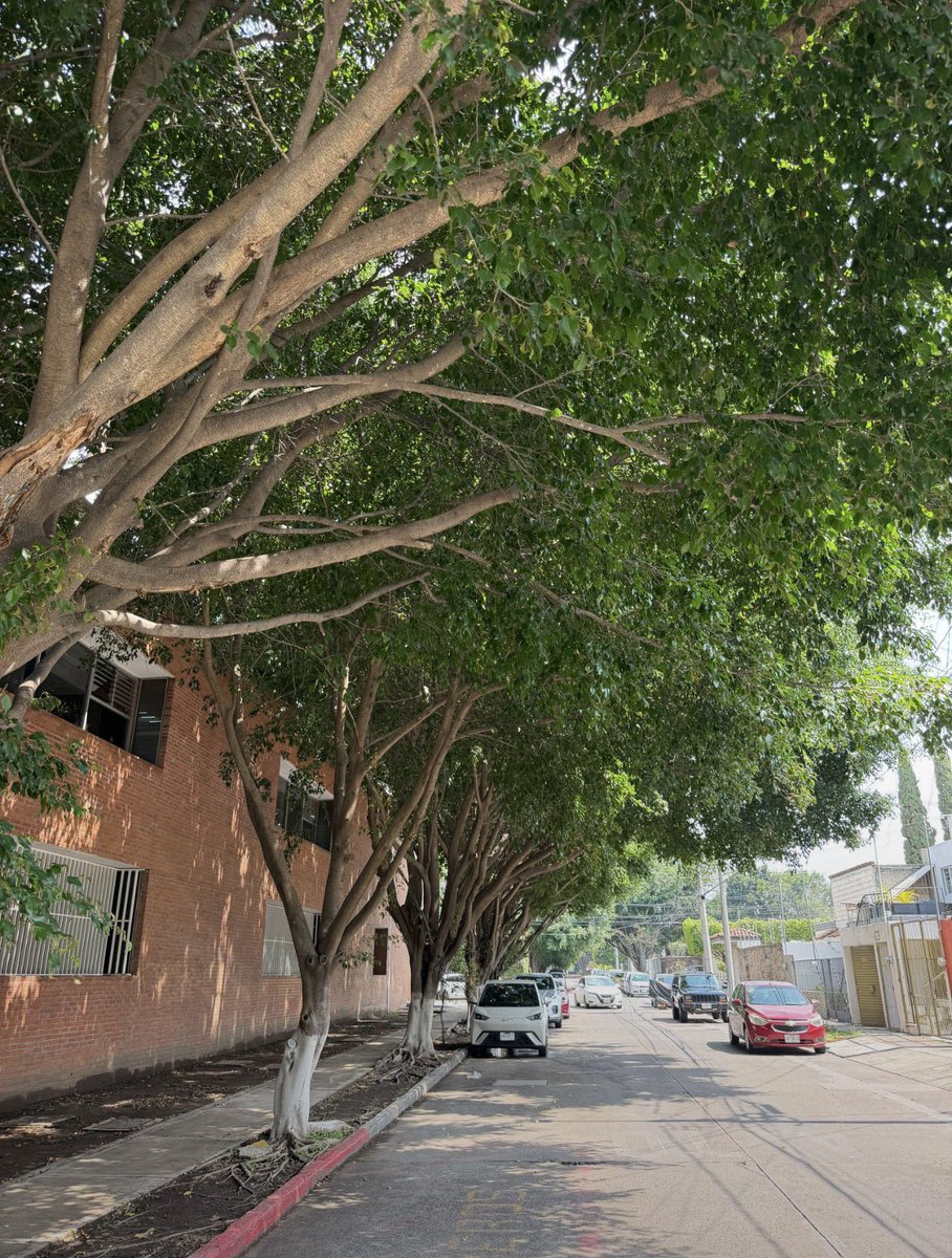 VallartaSnJorge's tweet photo. @imssjalcontigo @Telmex @GuadalajaraGob Todos días niñas y niños, adultos mayores pasan por la zona y es insegura y sucia. Por las noches la zona es muy oscura por el crecimiento descontrolado de sus árboles. ¿Nos ayudan? @Tu_IMSS @TELMEXSoluciona https://t.co/nHR8G9A7Y6