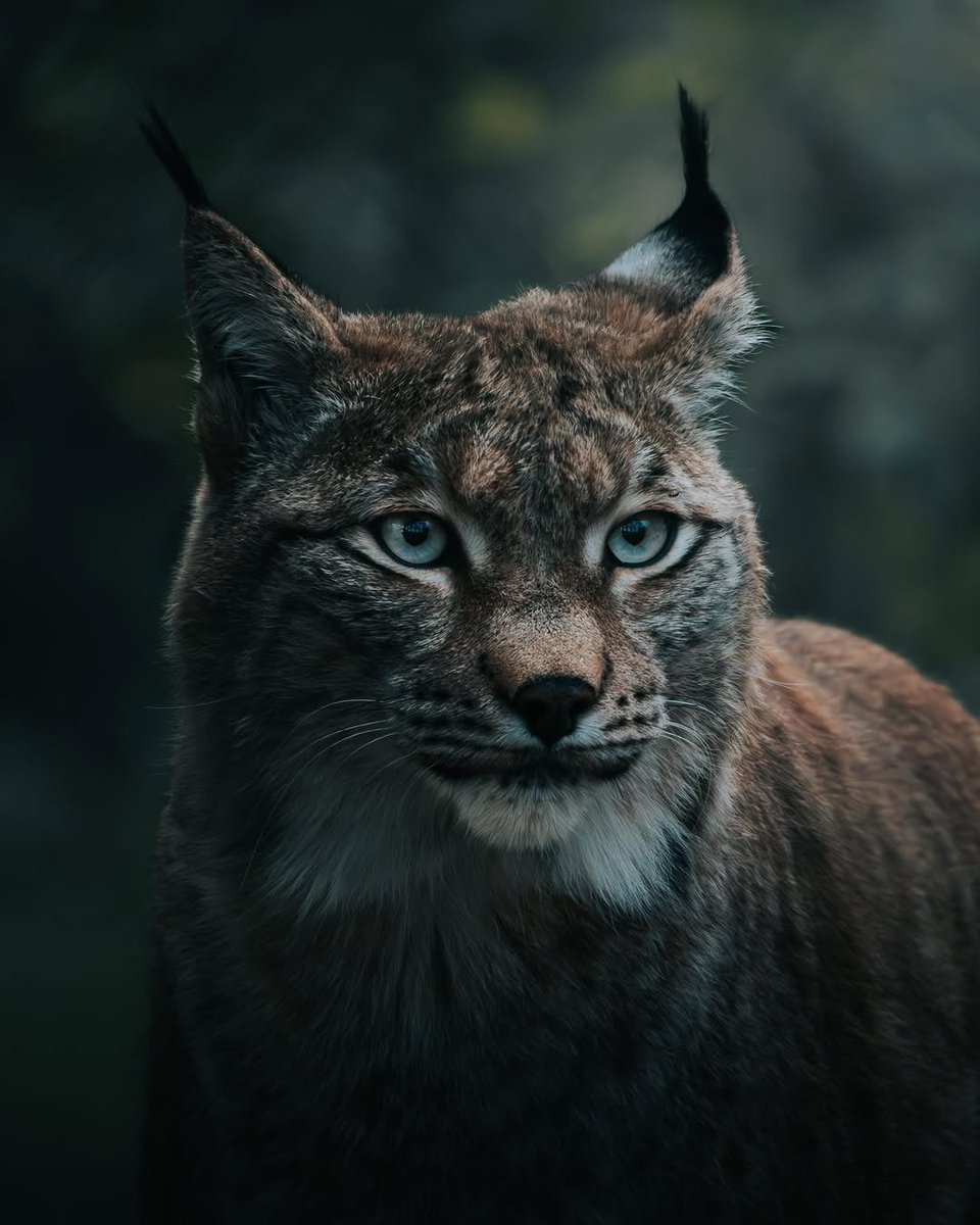 ProjectWILD's tweet photo. Oct is #WorldAnimalMonth, &amp; our guides are full of activities to help students appreciate the importance of animals! Try #ProjectWILD's "Oh Deer!," "Eco-Enrichers," &amp; "Turkey Tallies" activities; or, check out #AquaticWILD's "Are You Me?" &amp; "Water Canaries" activities. https://t.co/MTfbA7VY3f