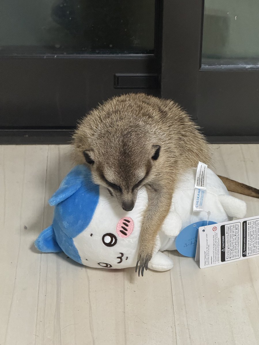 2kani__404's tweet photo. うちのミーアキャットのロペちゃん
はちわれが大好きなお友達 https://t.co/tzWRyiqbxv