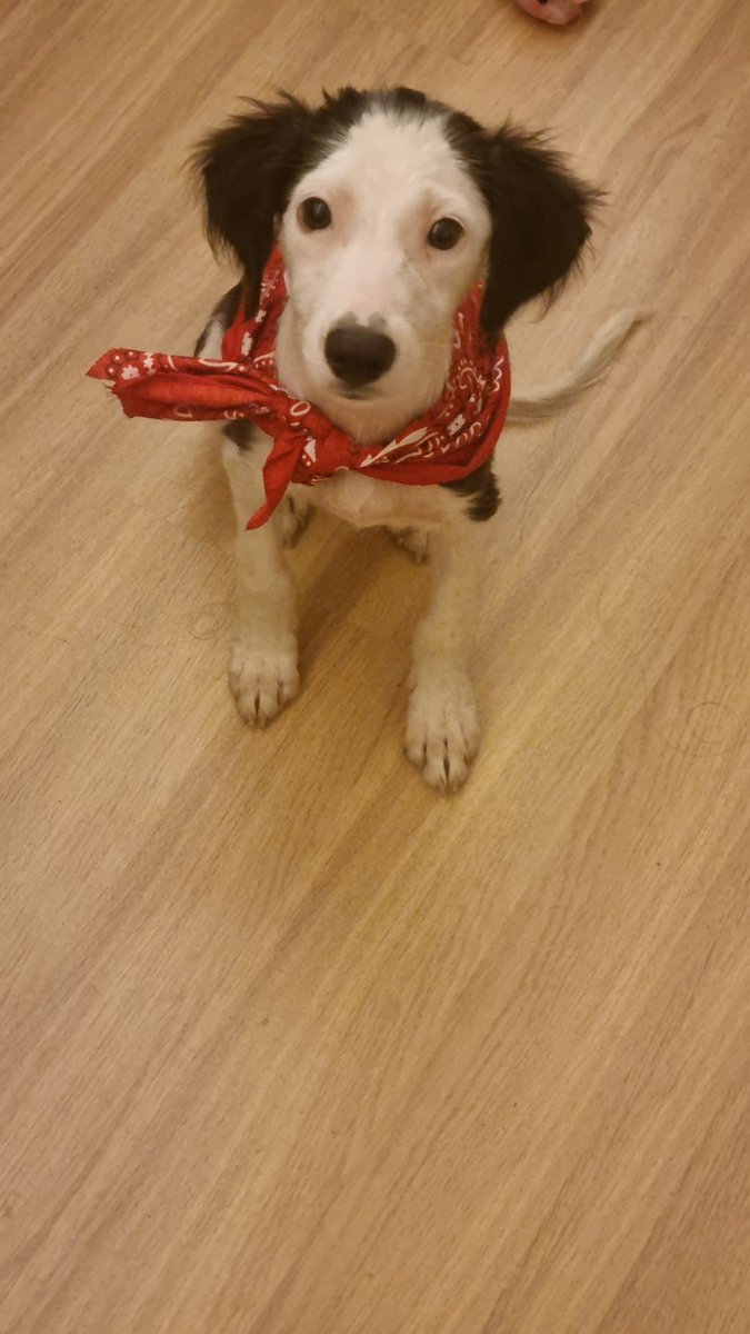 LulismoRadical's tweet photo. oi gente, infelizmente por motivos pessoais e financeiros eu não vou mais poder ficar com o snoopy então ele está de volta para adoção no RJ/Niterói

atende pelo nome de snoopy, tem 4 meses, nasceu no dia 27 de maio ♊️
dócil e carinhoso, mais informações na thread

RT PFV! https://t.co/arJQ9Up8Xv