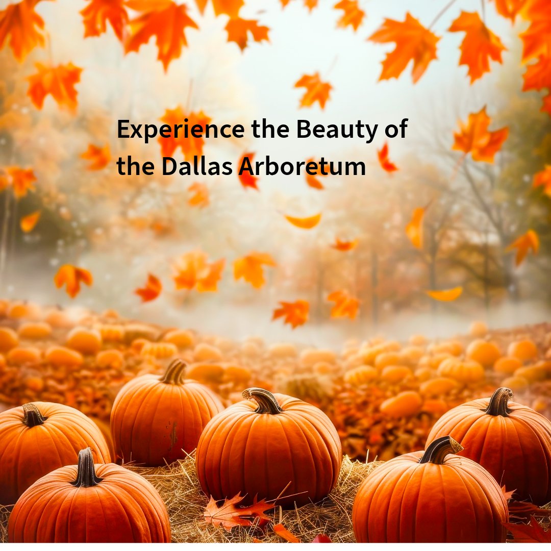 cometcardoffice's tweet photo. 🎃🍂 Fall vibes, endless pumpkins, and picture-perfect moments at the Arboretum! Tickets available at the Comet Card Office.
#studentdiscount #idcardoffice #cometcard #utdallas #comets #arboretum https://t.co/ZVON7clZvw