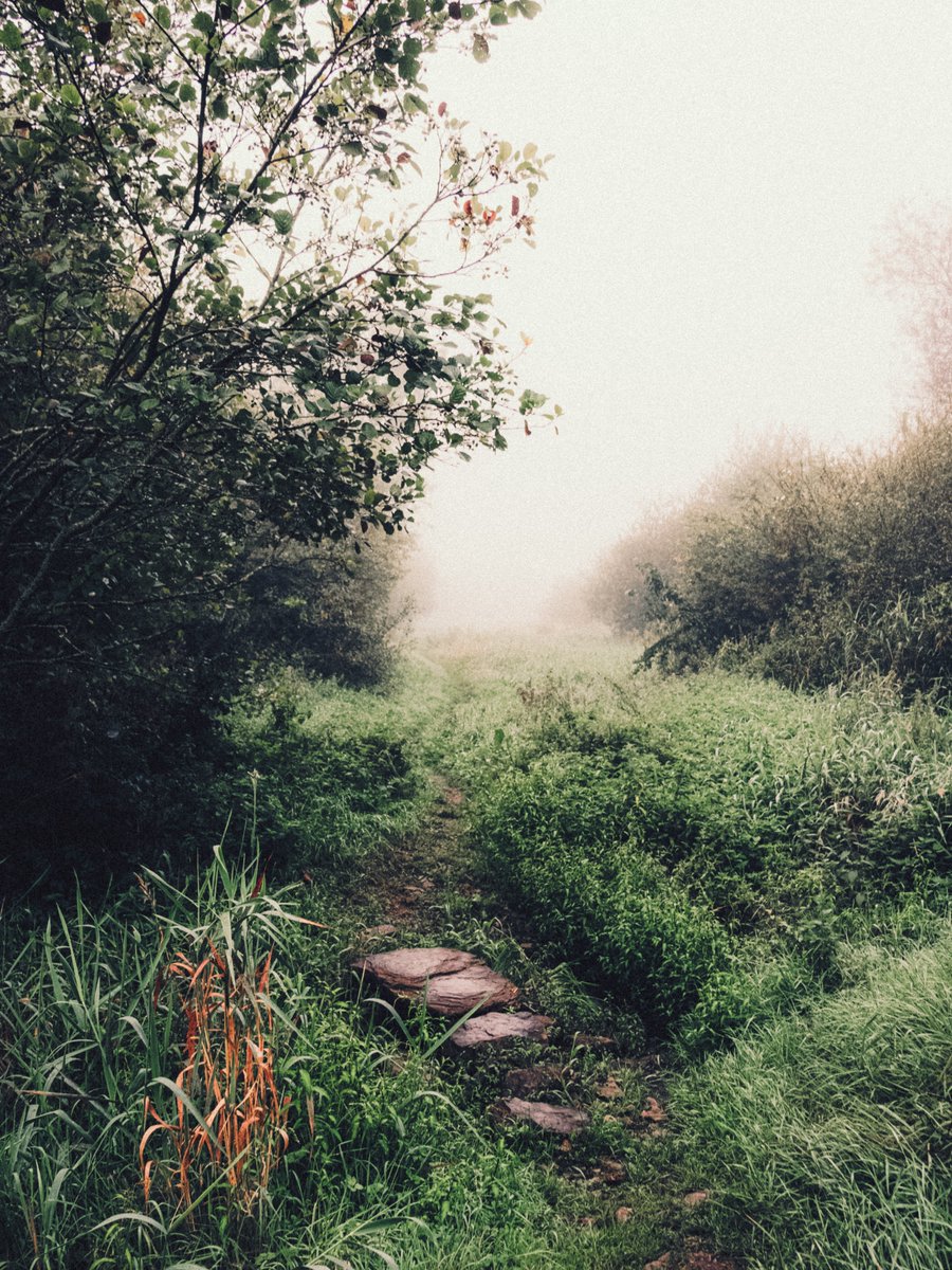 artofseanmurphy's tweet photo. A magical morning in the marshlands https://t.co/GeQ4rj4i5w