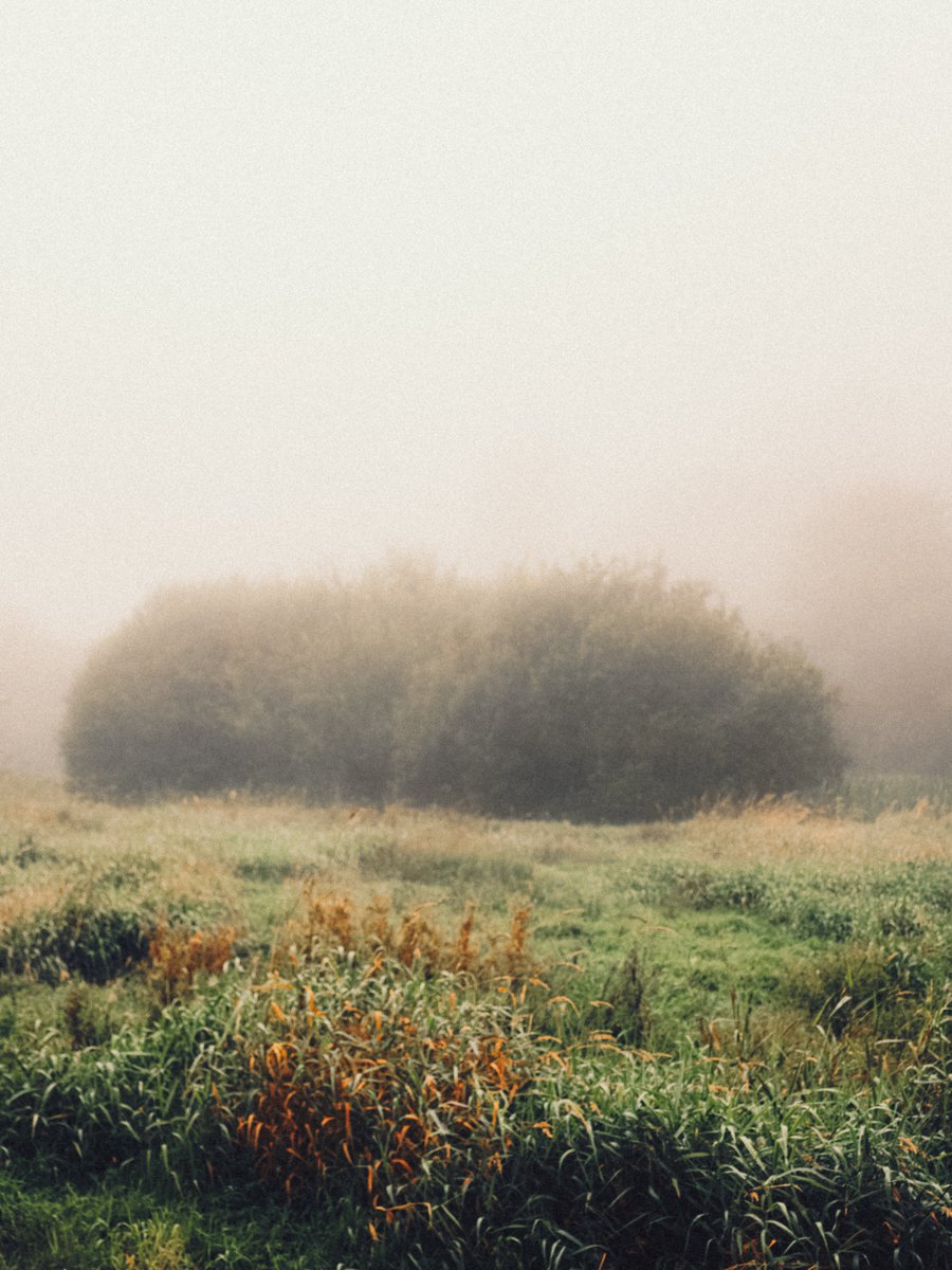 artofseanmurphy's tweet photo. A magical morning in the marshlands https://t.co/GeQ4rj4i5w