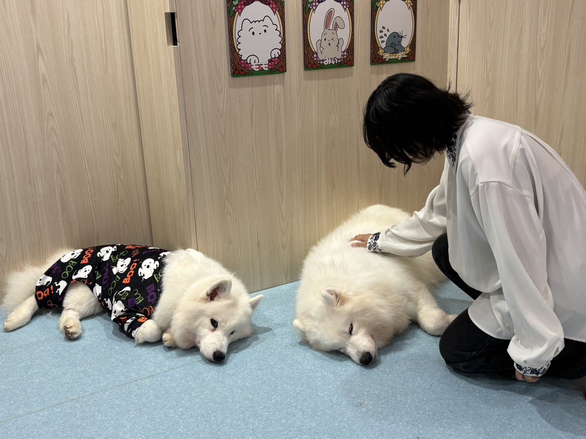 SaRad_icecream's tweet photo. ﾃﾞｶｲｼﾛｲﾓﾌｲと新シャツ https://t.co/5FVIskdQCQ