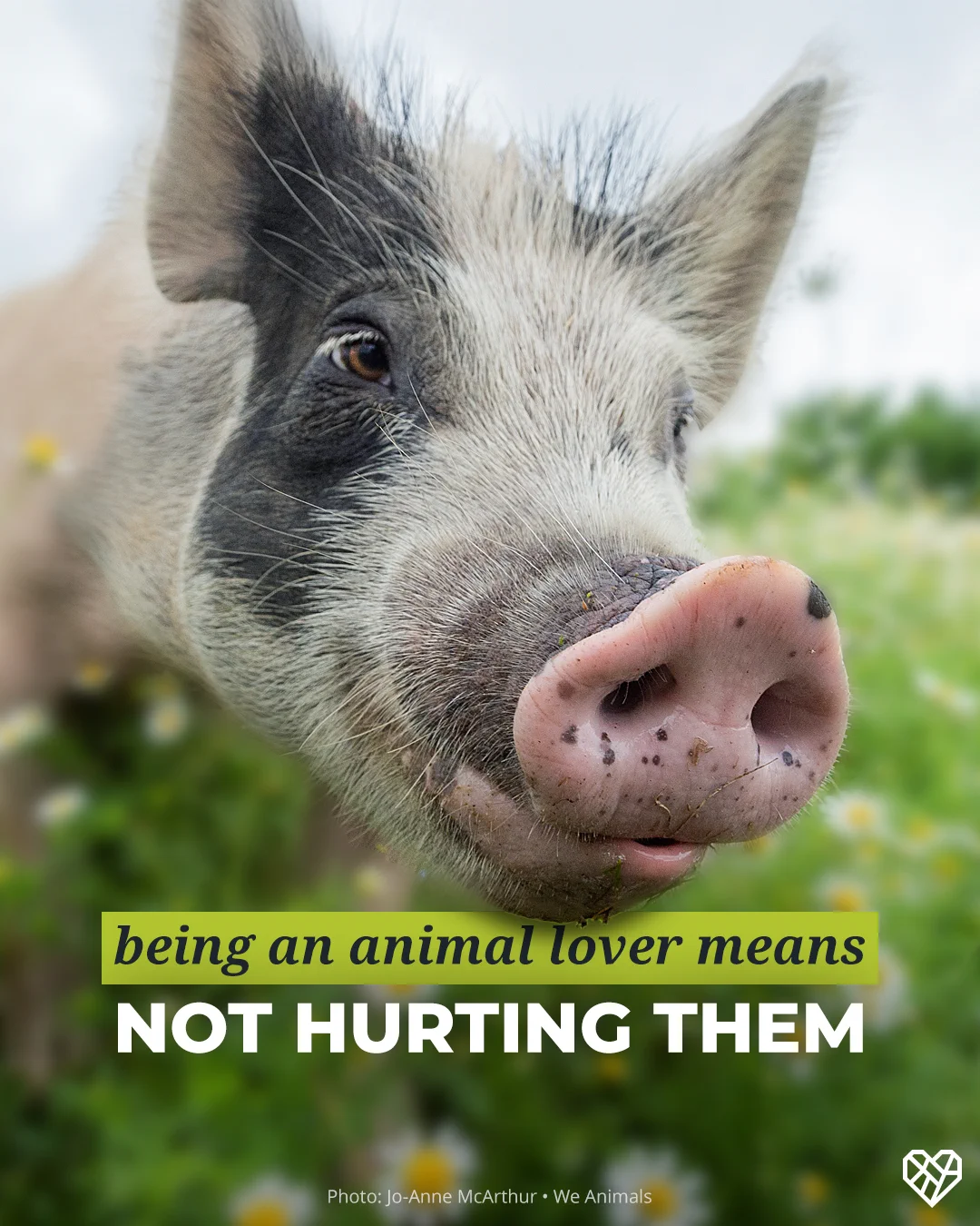 A close-up of a pig standing in a grassy field. Text on the image reads, "Being an animal lover means not hurting them." Photo by Jo-Anne McArthur, We Animals.