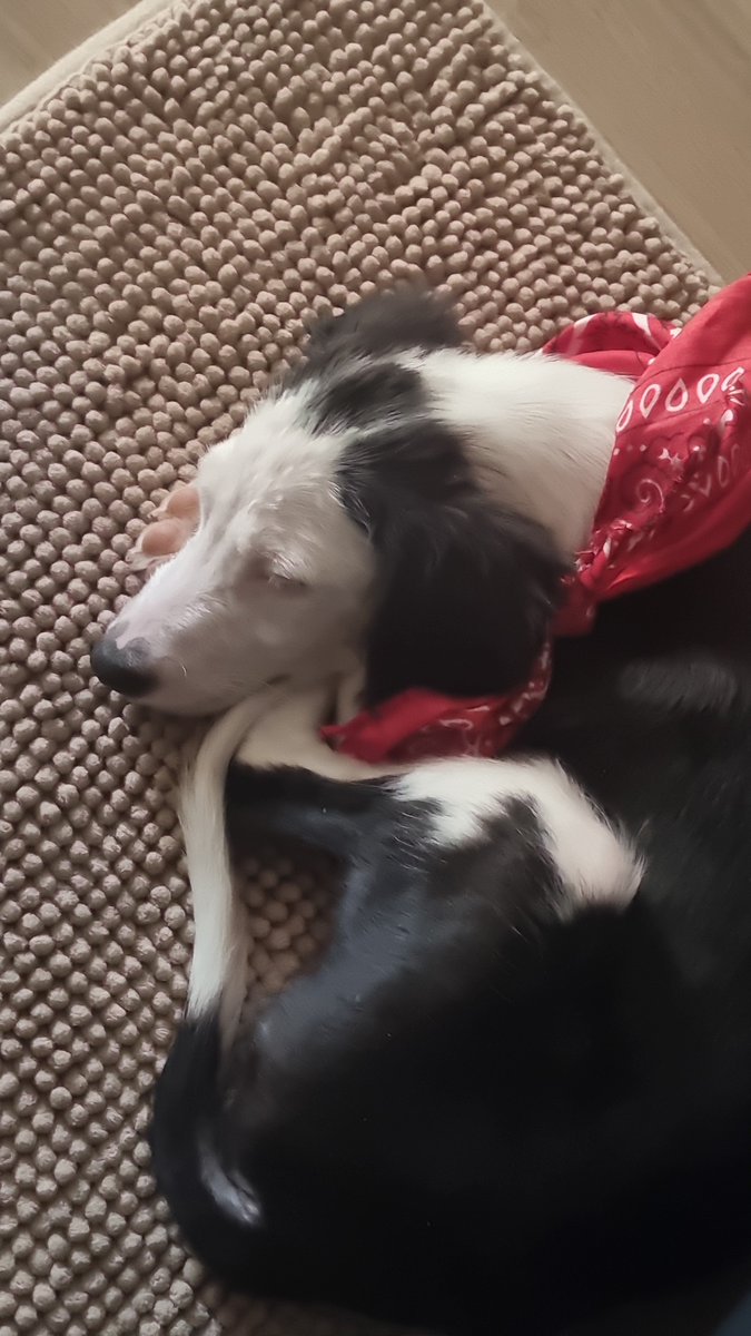LulismoRadical's tweet photo. oi gente, infelizmente por motivos pessoais e financeiros eu não vou mais poder ficar com o snoopy então ele está de volta para adoção no RJ/Niterói

atende pelo nome de snoopy, tem 4 meses, nasceu no dia 27 de maio ♊️
dócil e carinhoso, mais informações na thread

RT PFV! https://t.co/arJQ9Up8Xv