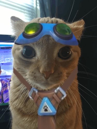 jetpackcatt's tweet photo. meow…… 🐱 https://t.co/9X7Up6ZF9w