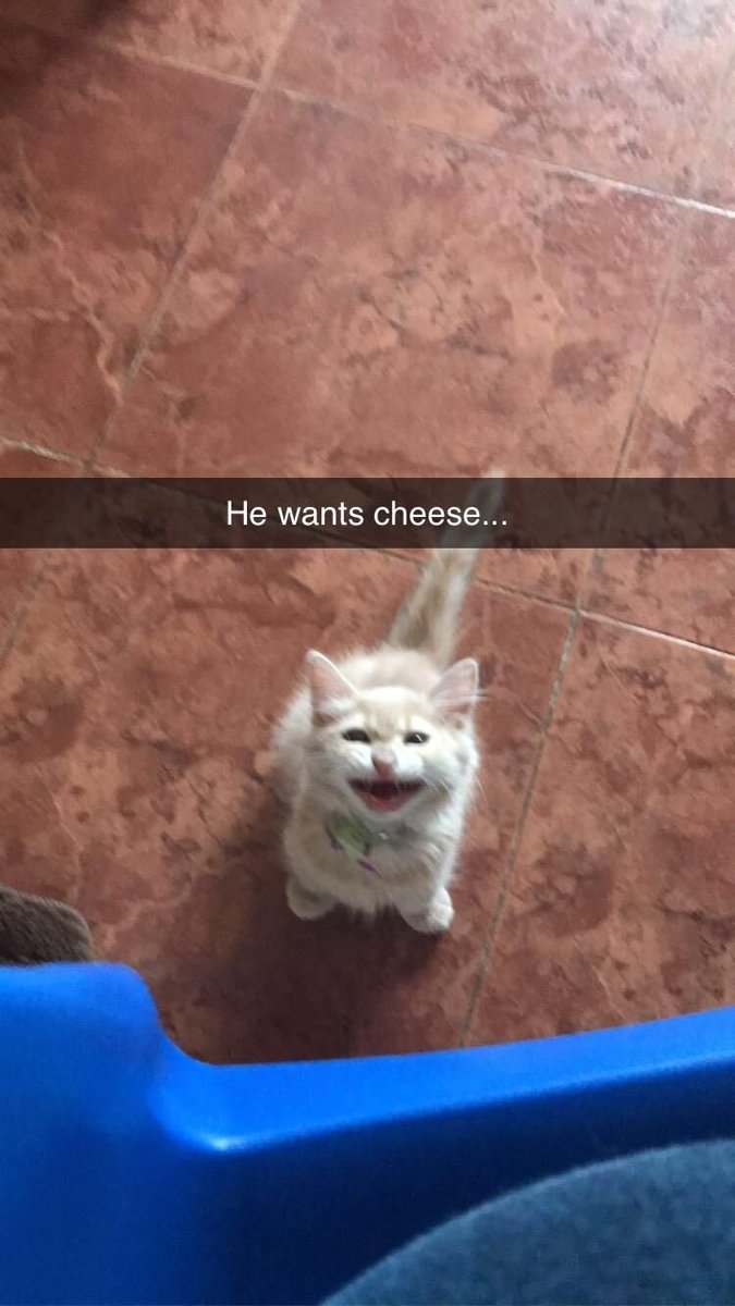 catblep tweet picture
