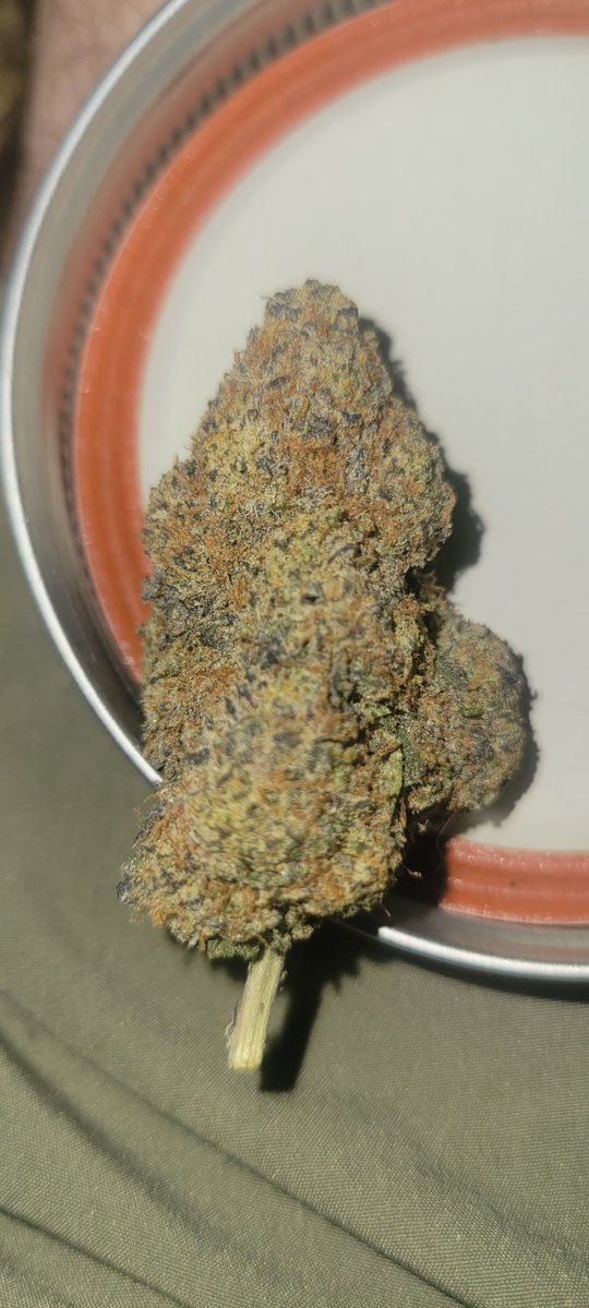 SouthernSm99011's tweet photo. MR5( Mad Rabbit #5 ) is pretty good smoke. Thanks to @SuperTHCA https://t.co/GHgo6vJOlP