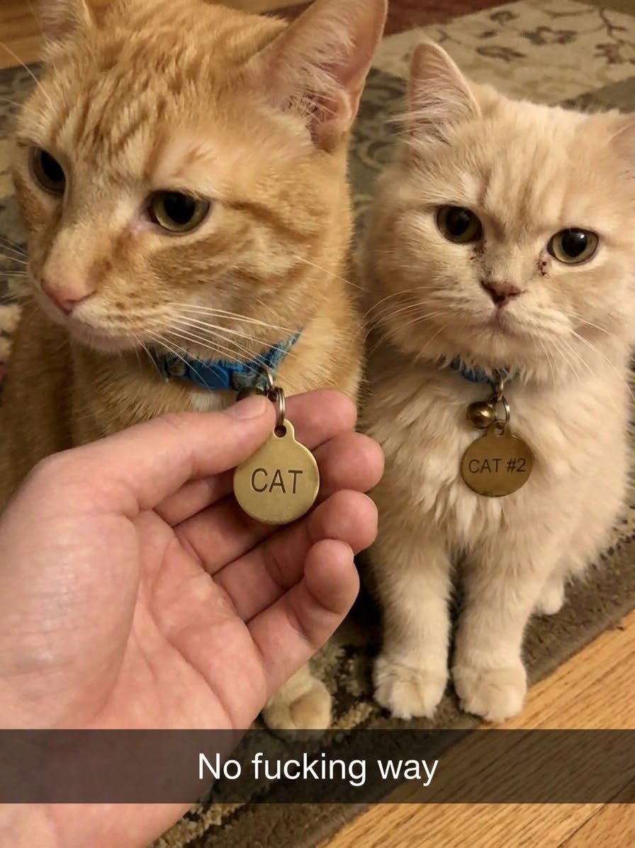 sillymeow4u's tweet photo. https://t.co/tNbshskGf3
