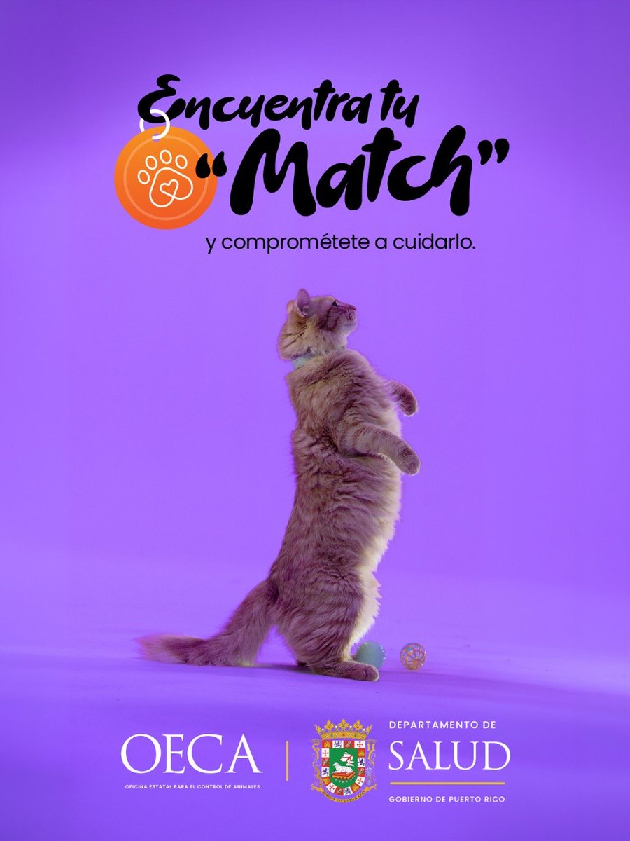 desaludpr's tweet photo. 🐾 Tu próximo "match" puede ser curioso, tranquilo, elegante o aventurero. Así como Jedi, hay miles de gatitos listos para conquistar tu corazón. 

Encuentra tu "match" y comprométete a cuidarlo. https://t.co/TzlSKHaWQf