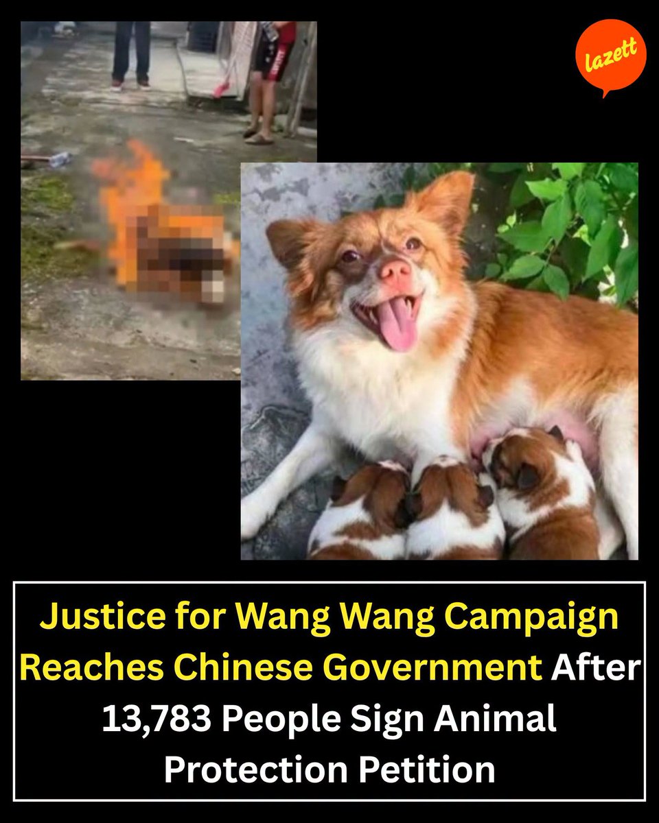 hdtioJWV9FT38Jo's tweet photo. 13,783 people stood up for Wang Wang. The Justice for Wang Wang petition has now been submitted to the Chinese government, calling for stronger protections for companion animals. Wang Wang's life mattered. Her puppies' lives mattered. #JusticeForWangWang #ProtectAnimals https://t.co/fiVGVJ00G1