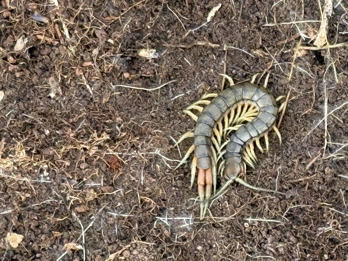 ioakingx's tweet photo. Hiking 🏔️ 🐛 🥾 https://t.co/5Ade1oc5B9