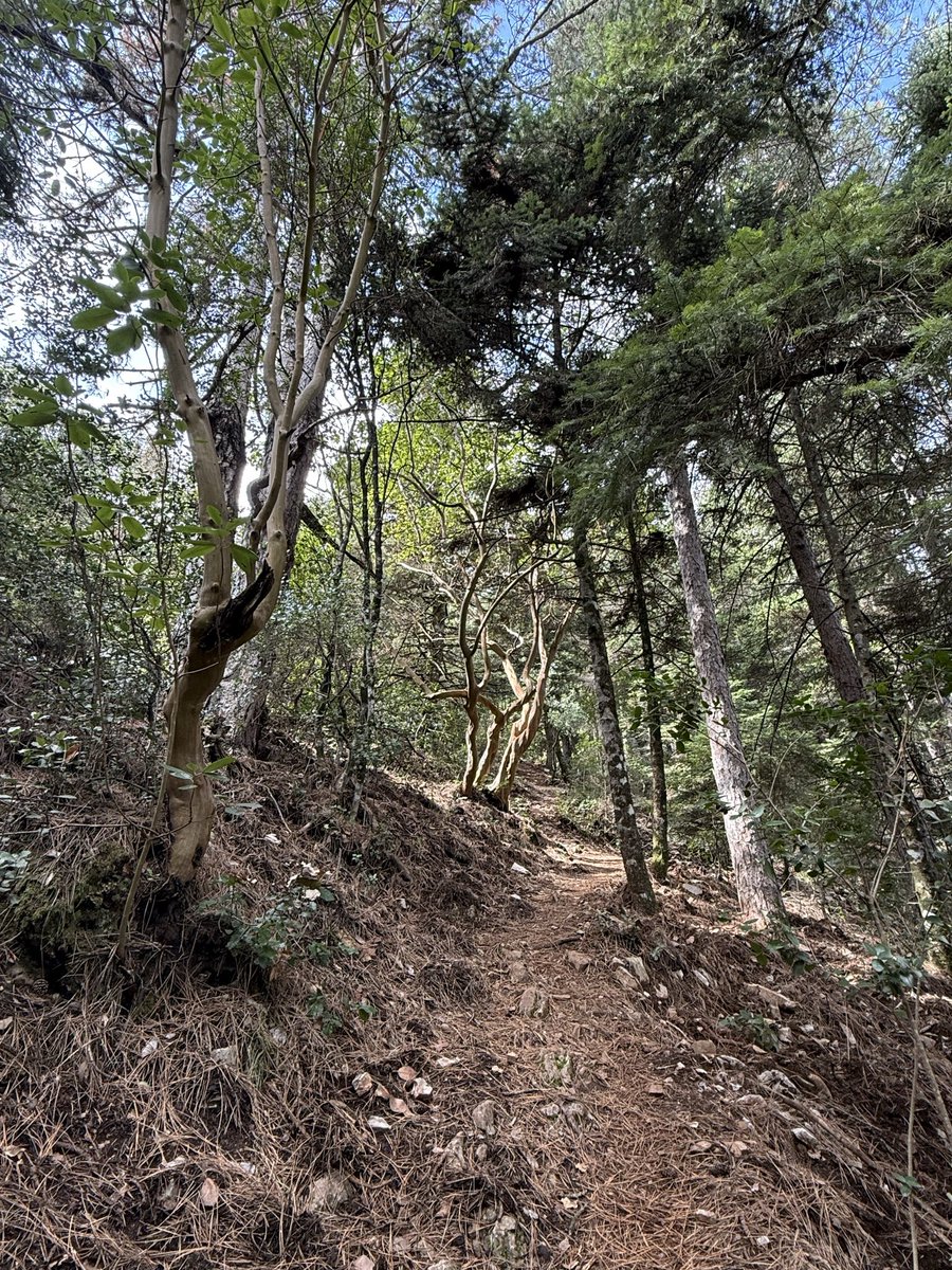 ioakingx's tweet photo. Hiking 🏔️ 🐛 🥾 https://t.co/5Ade1oc5B9