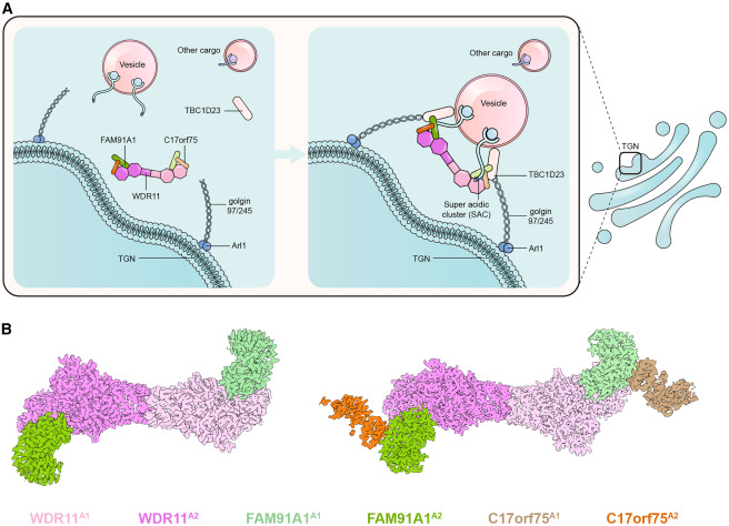 Structure_CP's tweet photo. A missing piece of the WFC trafficking complex revealed by cryo-EM dlvr.​it/TVnZd9 https://t.co/AEi2fu2GEY