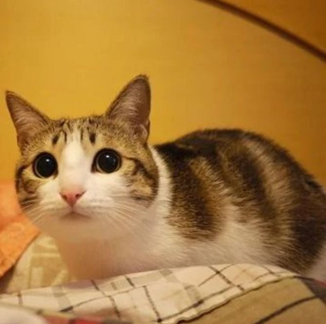 catblep tweet picture