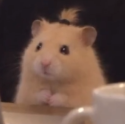 ddddddd8a's tweet photo. Depressed Pigeon went to 1M and now we got Depressed Hamster?

So many people are commenting heart breaking stories relating to the hamster and quoting the video

Has over 20k likes in 9 hours
https://t.co/LE9XgqAbEL https://t.co/ooTGtKMK9w