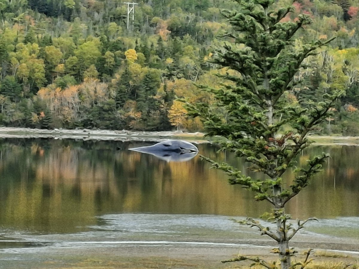 CodBorg's tweet photo. Took a road trip today and found a fin whale that had beached itself and didn't survive. Very sad! https://t.co/uBGynTLoFs