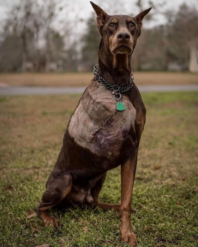 TweeetsOfDogs's tweet photo. I know i'm beautiful but no one says hello to me ! https://t.co/WR0tG1mNAT