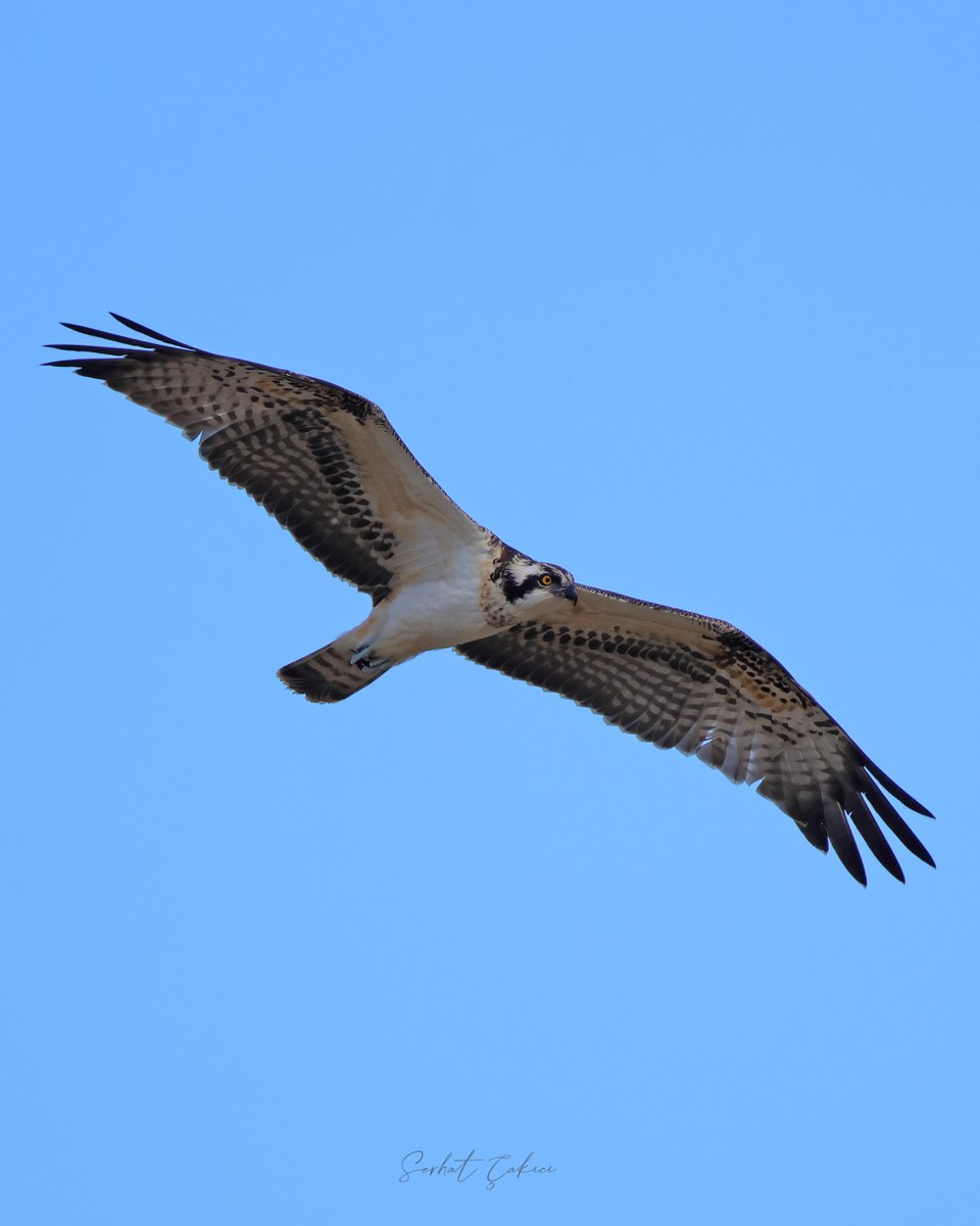 serhatcakici_'s tweet photo. Balık kartalı
Ekim 2026-Abana-Kastamonu
#hangitür #BirdTwitter #BirdWatching #BirdsSeenin2026 #BirdPhotography #WildlifePhotography https://t.co/pIKFenAM2g